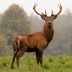 16 Innocent-Looking Animals That Are Surprisingly Dangerous
