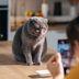 Why Do Cats Respond to “Pspsps”?