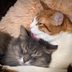 Why Do Cats Lick Each Other? Pet Behavior Experts Explain