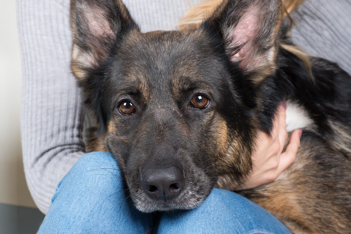 13 Revealing Secrets Your Dog Knows About You