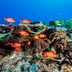 12 of the Most Beautiful Underwater Ocean Sights in the World