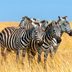 26 Funny Names for Groups of Animals That Are Totally Real