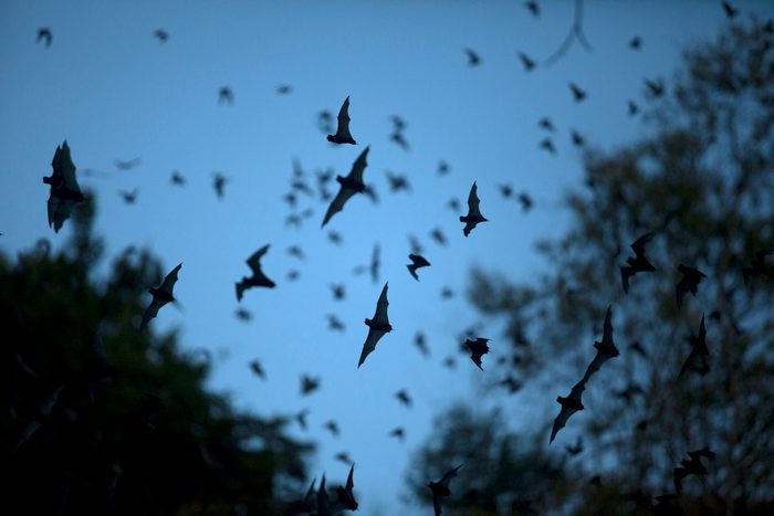 bats flying in the evening