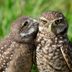 22 Funny Bird Photos That’ll Quack You Up