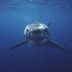 9 Animals That Aren’t as Dangerous as They Look