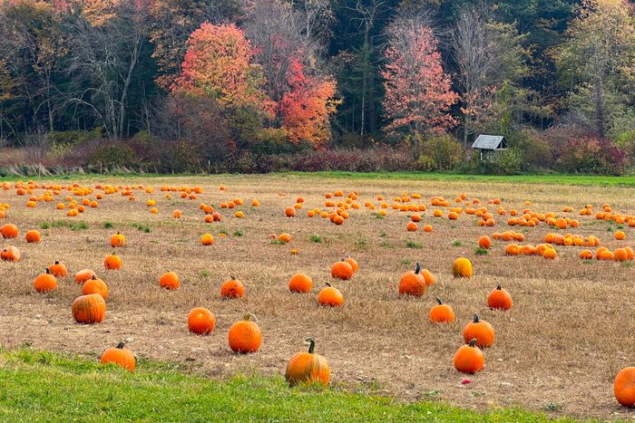 Pumpkins