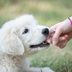 How to Stop a Puppy from Biting, According to Dog Trainers