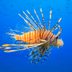 13 of the Weirdest Deep-Sea Creatures in the Ocean