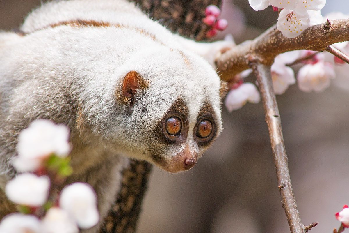 10 Scary Facts Behind the World’s Most Adorable Animals